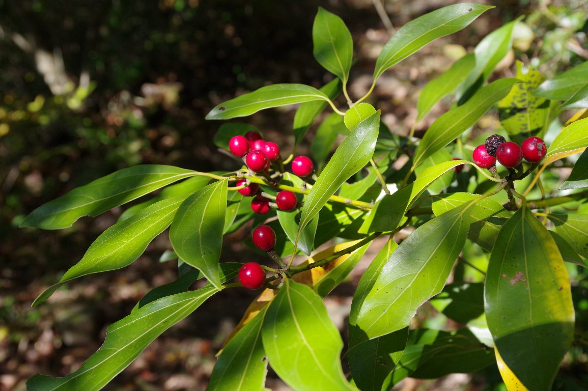 �V���_��