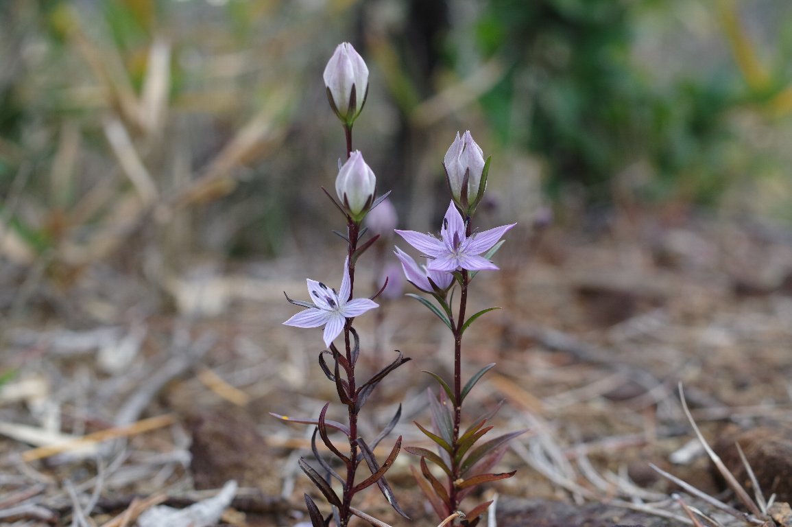 �����T�L�Z���u��