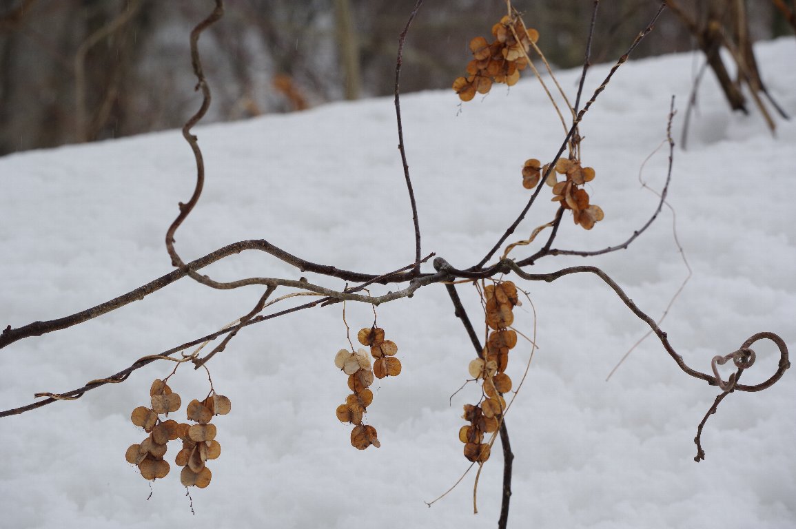 ���}�m�C��