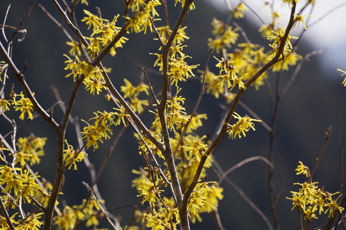 �A�e�c�}���T�N