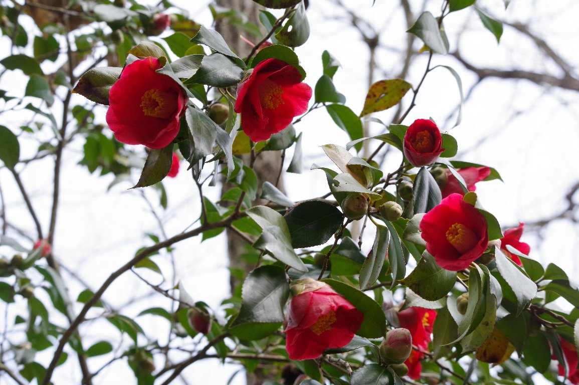 ���u�c�o�L