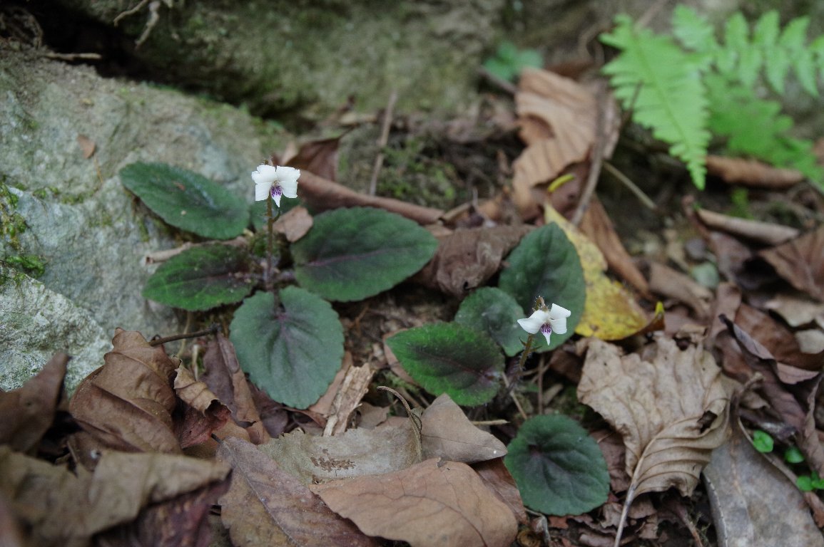 �R�~���}�X�~��