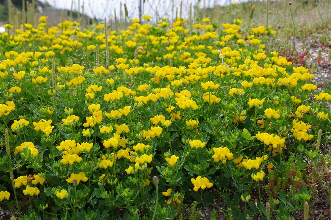 �~���R�O�T