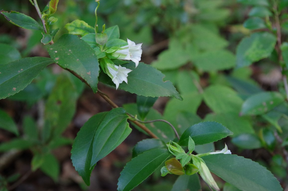 �c�������h�E