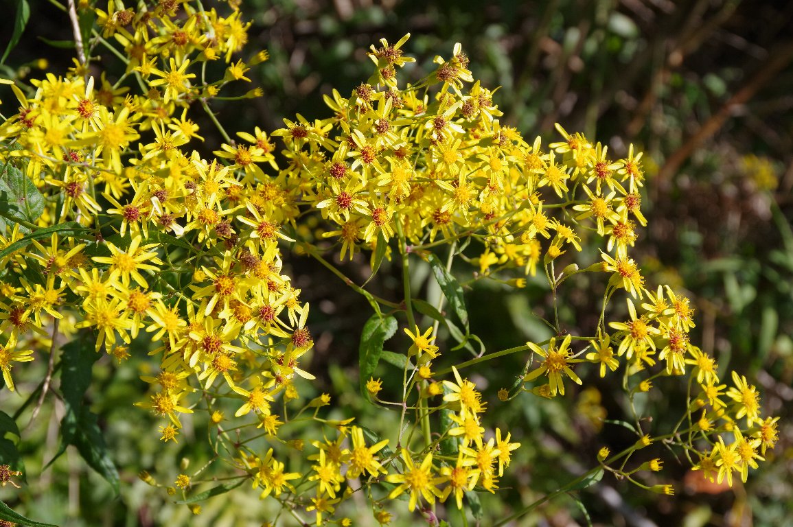 �^�C�L���M�N