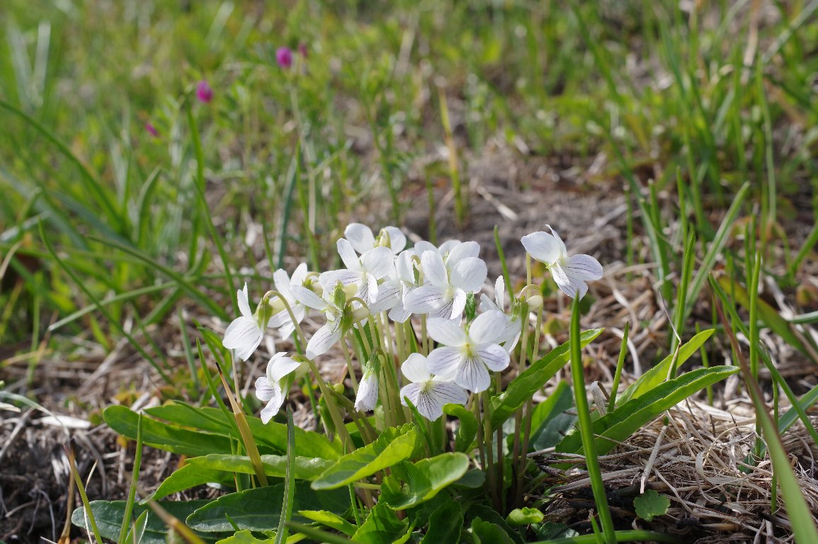 �A���A�P�X�~��