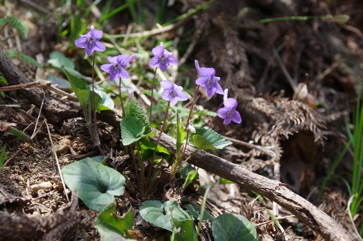 �i�K�n�V�X�~��