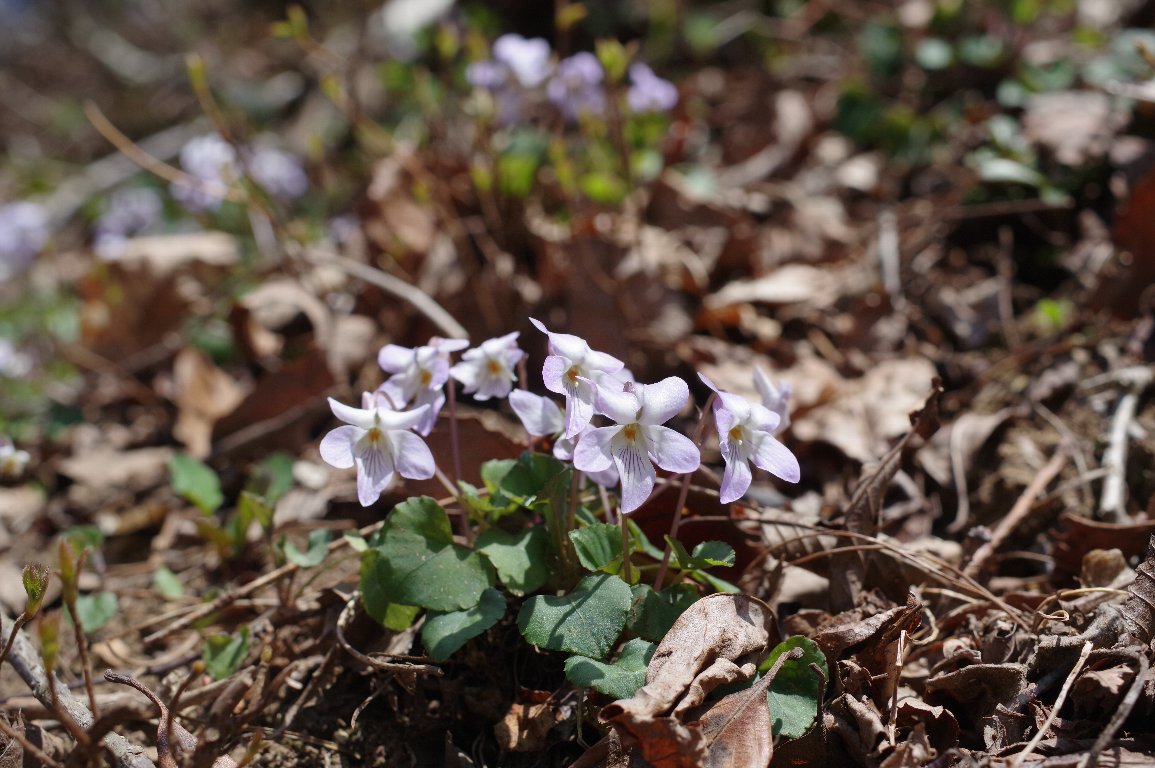 �T���C���^�`�c�{�X�~��