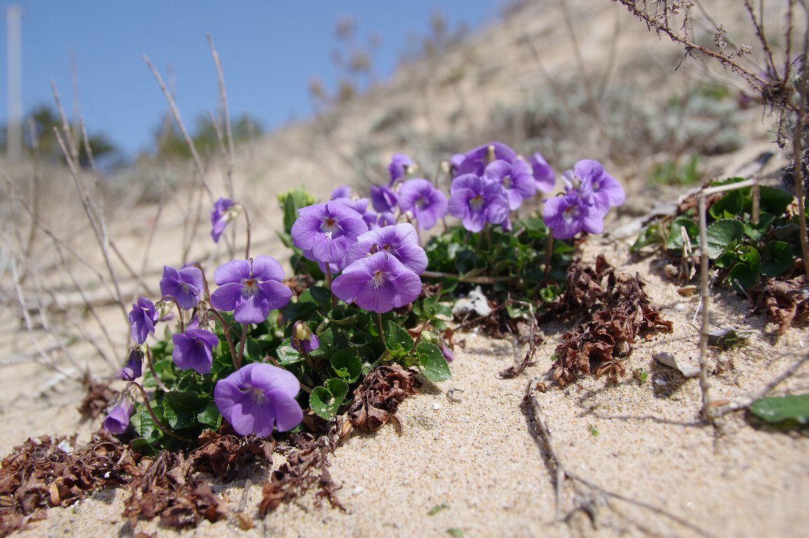 �C�\�X�~��