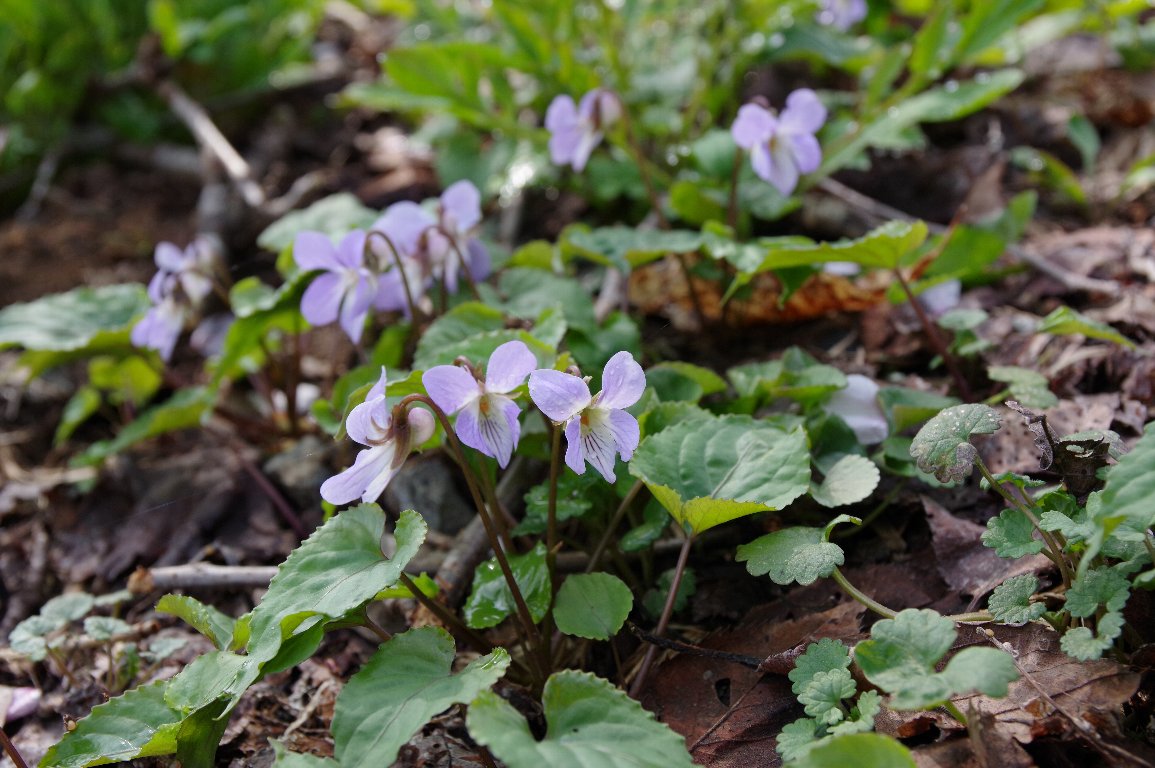 �X�~���T�C�V��