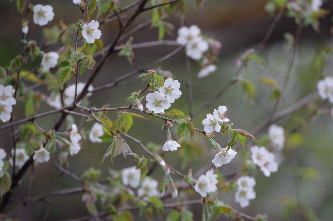 �`���E�W�U�N��