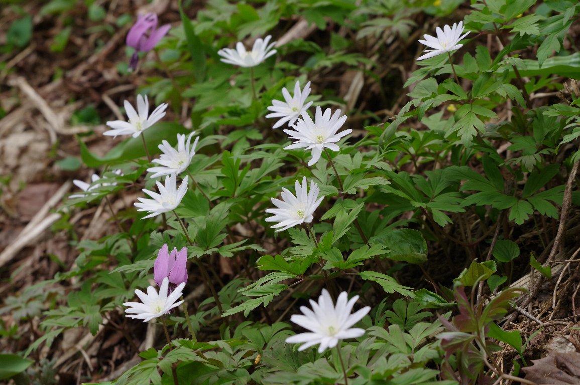 �L�N�U�L�C�`�Q