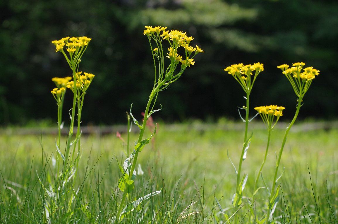 �T���I�O���}