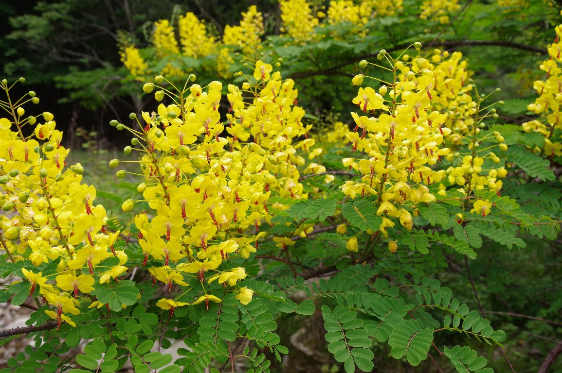 �W���P�c�C�o��