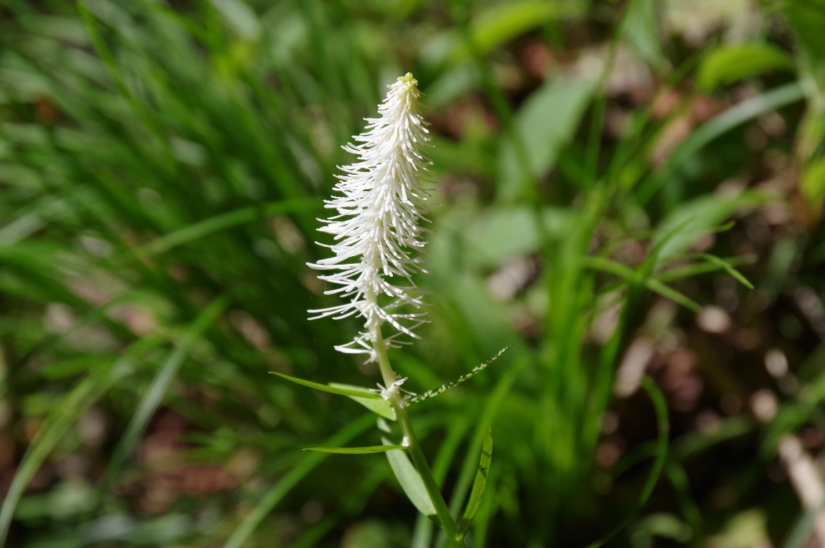 �V���C�g�\�E