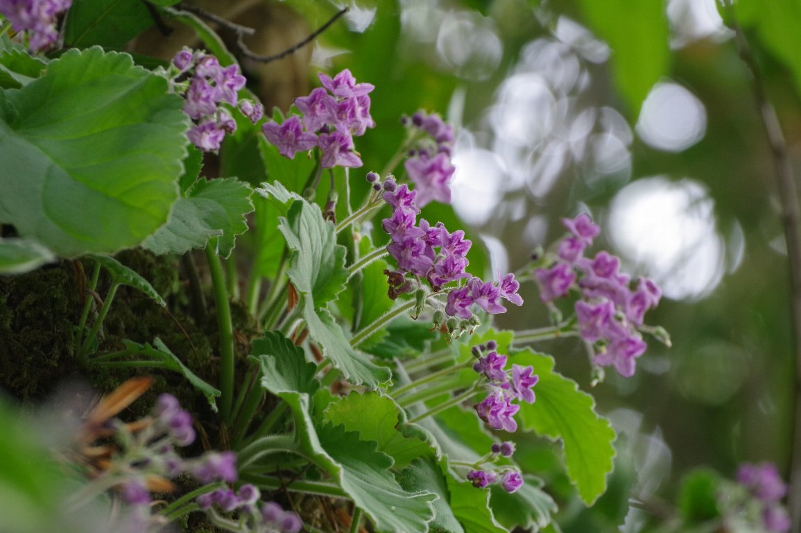 �C���M���\�E