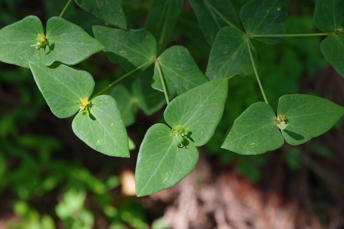 �i�c�g�E�_�C