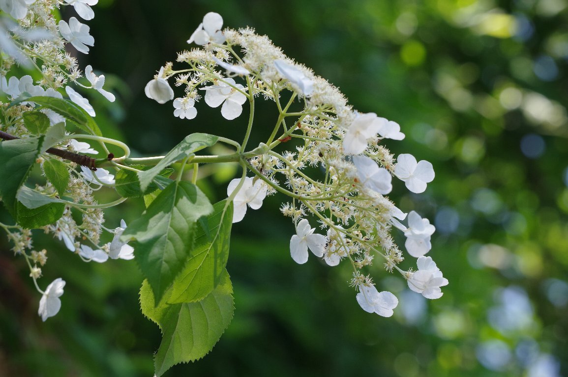 �c���A�W�T�C