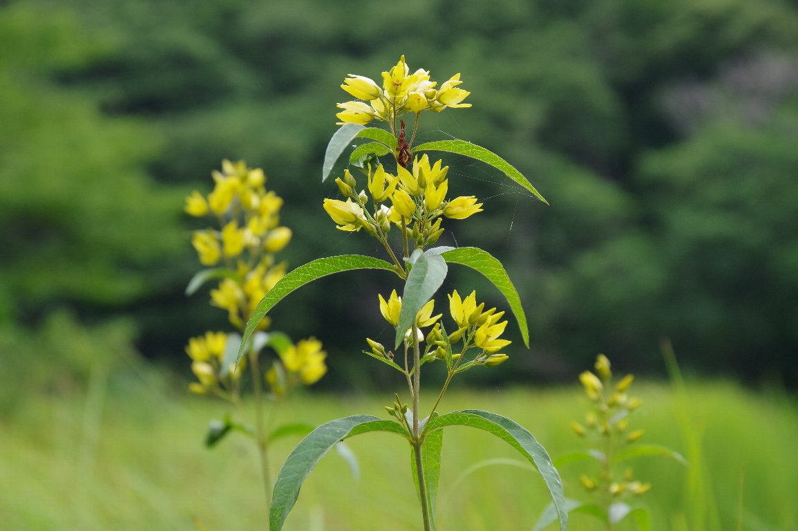 �N�T���_�}