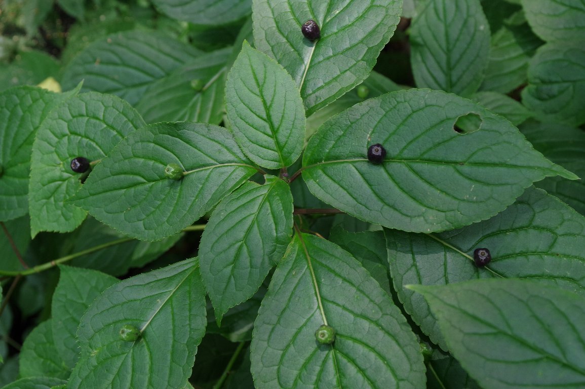 �n�i�C�J�_