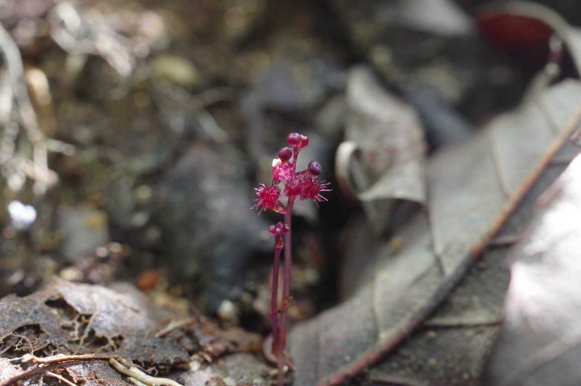 �z���S�E�\�E