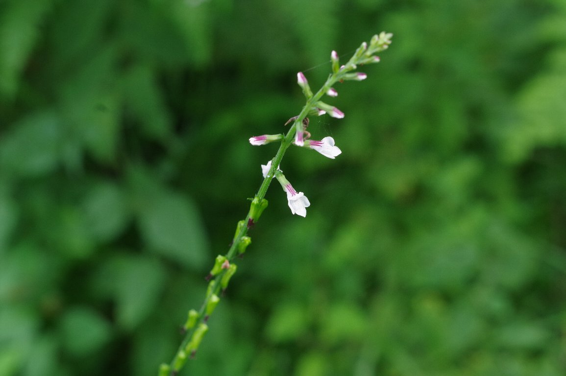 �n�G�h�N�\�E