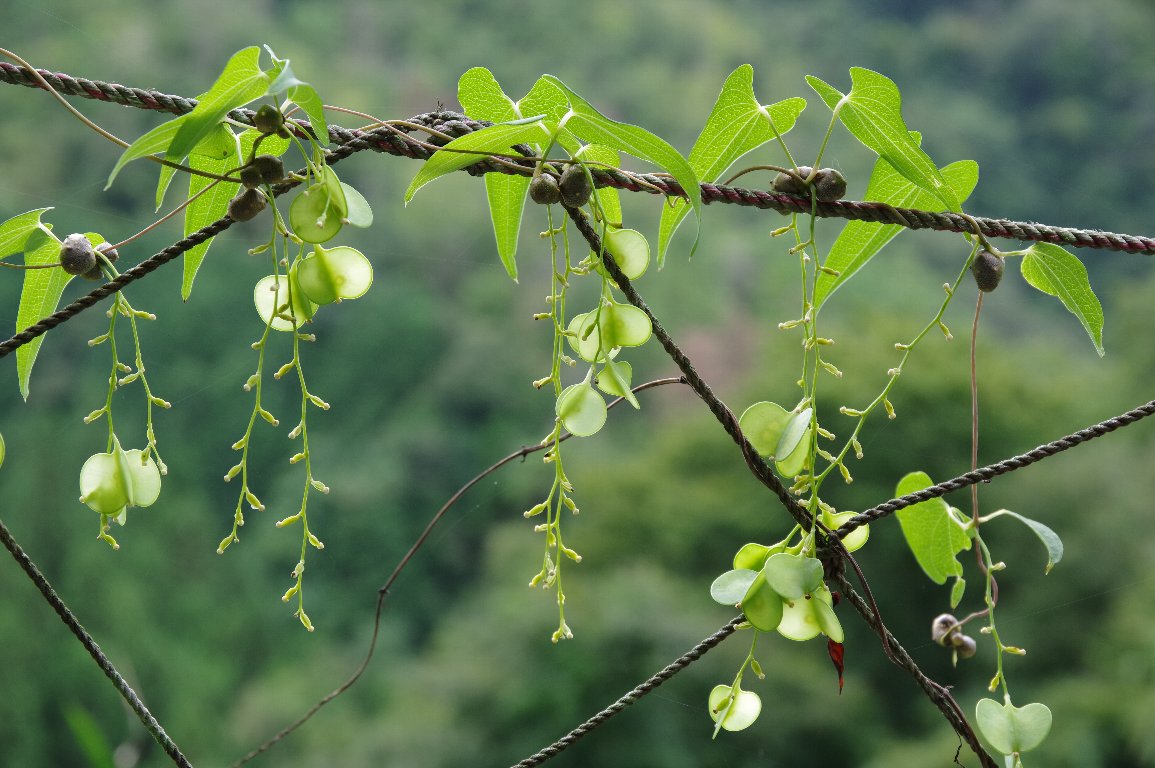 ���}�m�C��