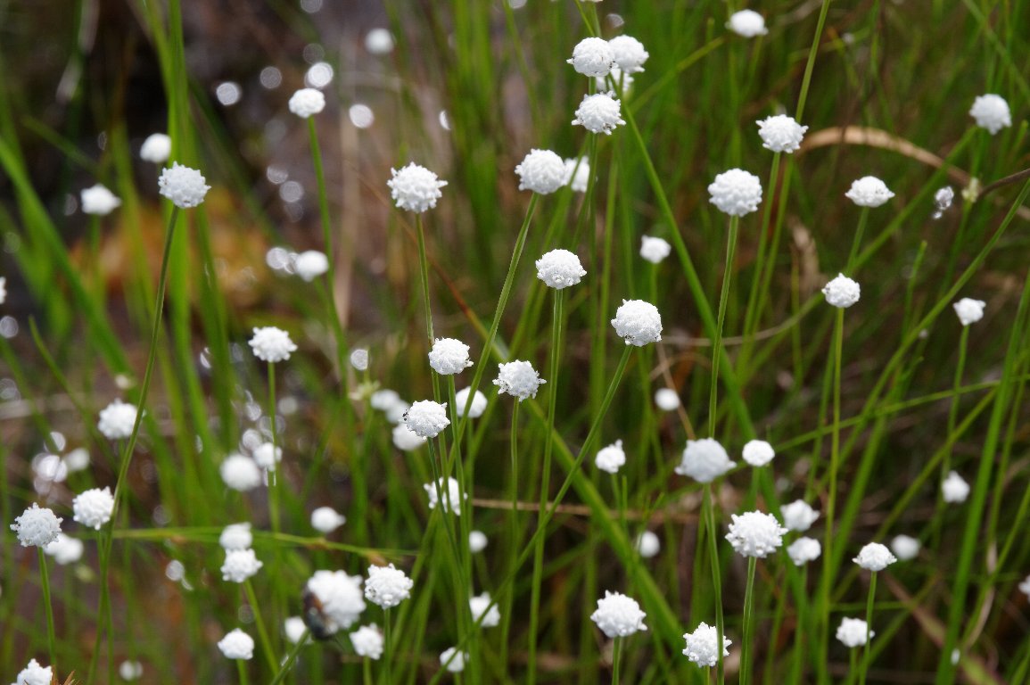 �V���^�}�z�V�N�T