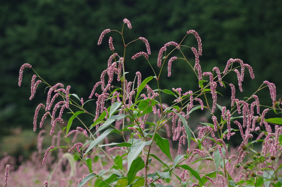 �I�I�C�k�^�f