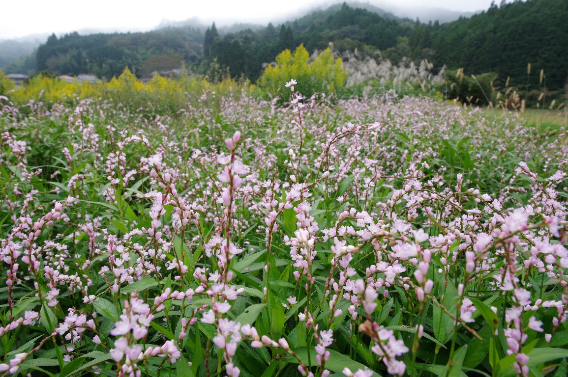 �T�N���^�f