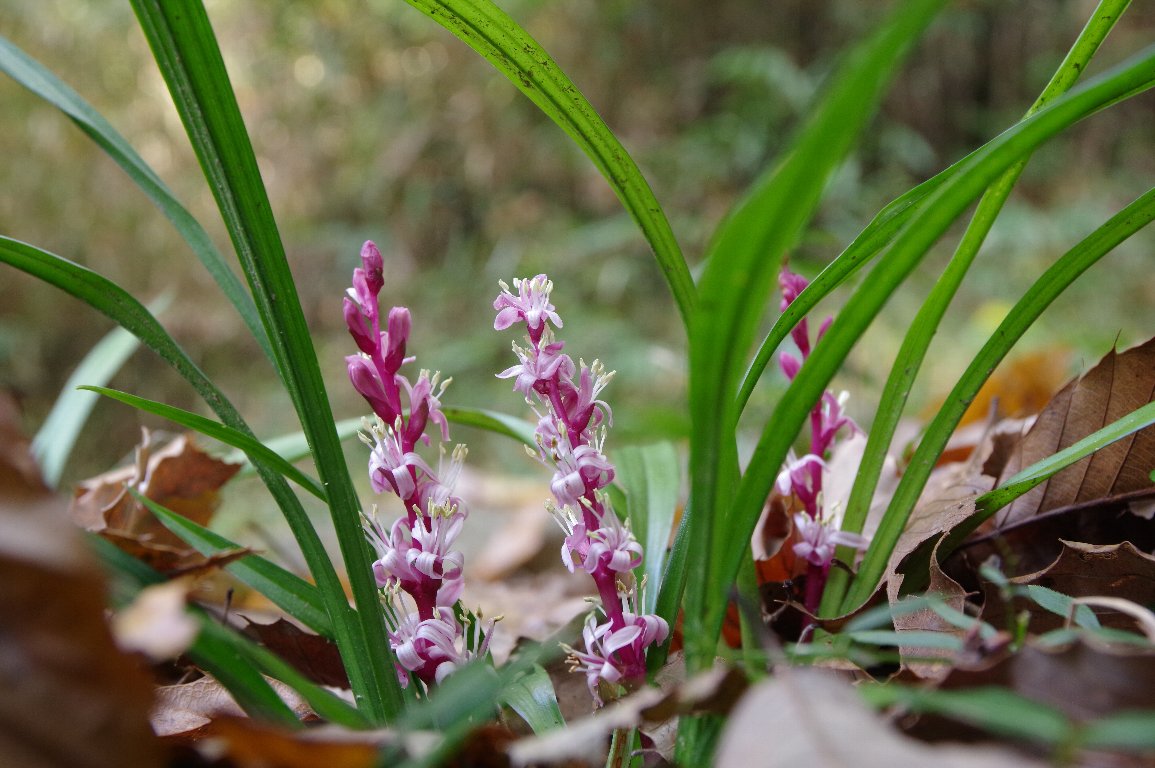 �L�`�W���E�\�E