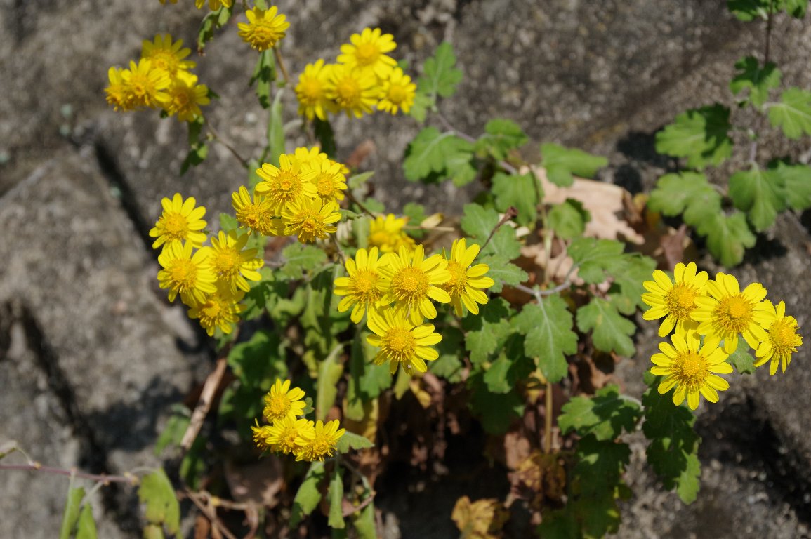 �V�}�J���M�N