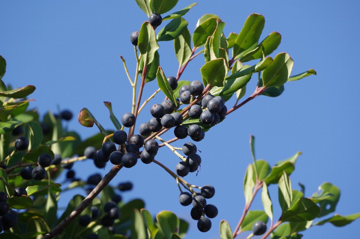 �V�������o�C