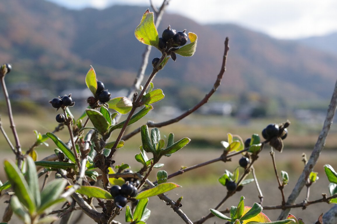 �X�C�J�Y��