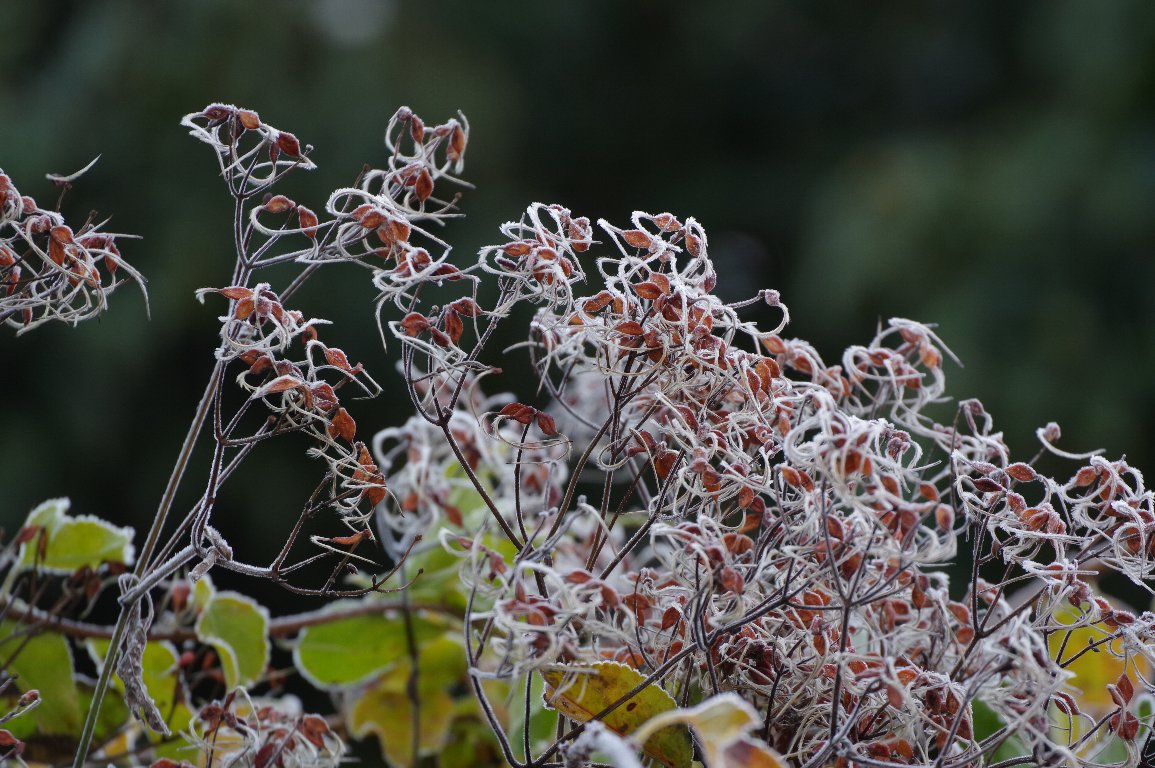 �Z���j���\�E