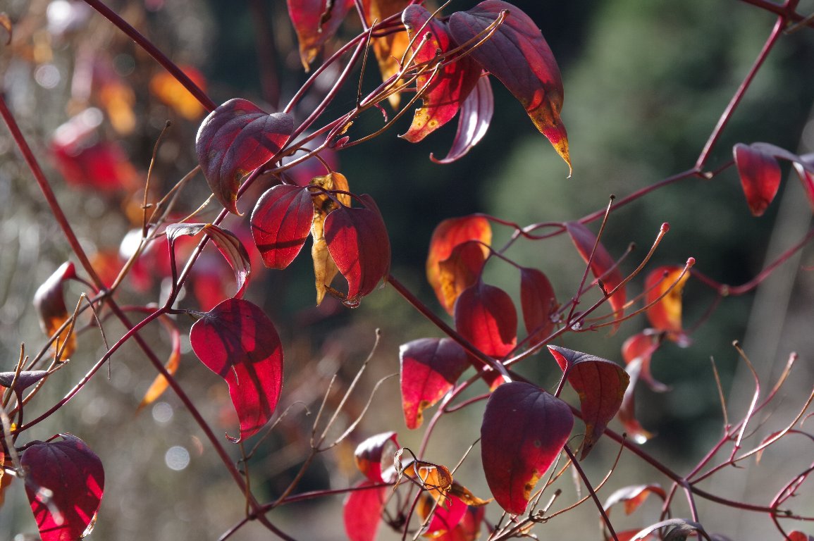 �Z���j���\�E