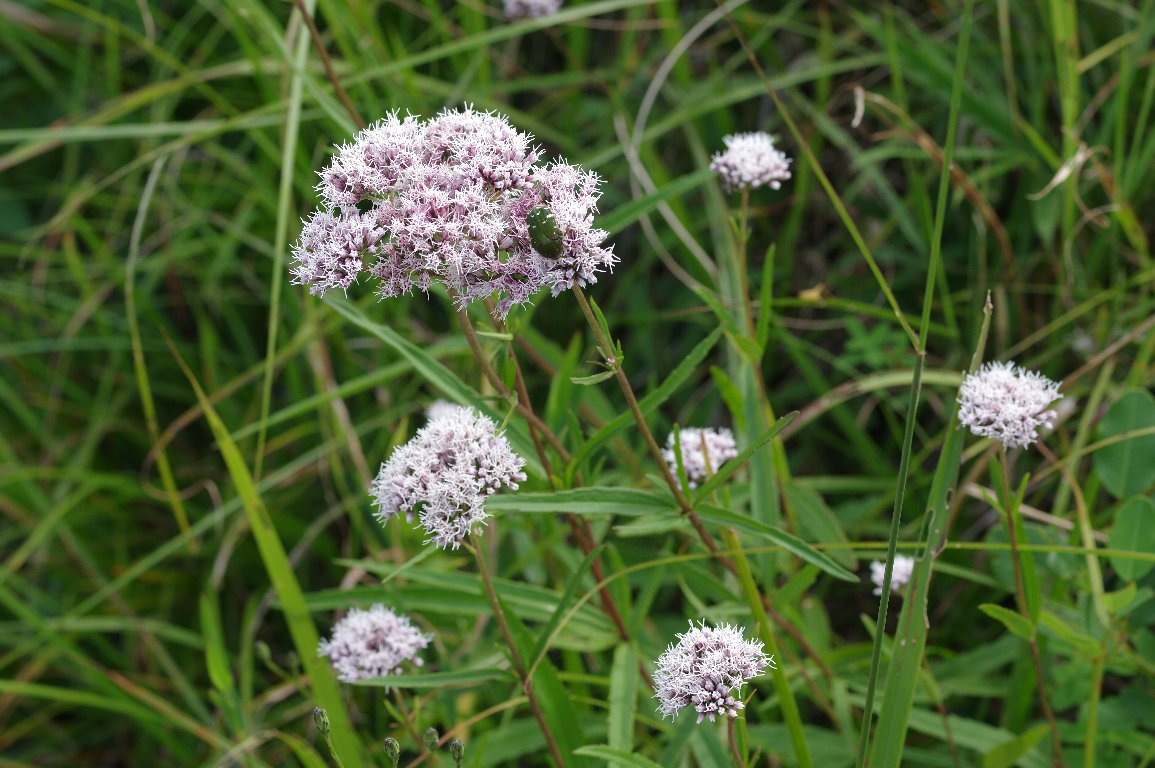 �T���q���h��