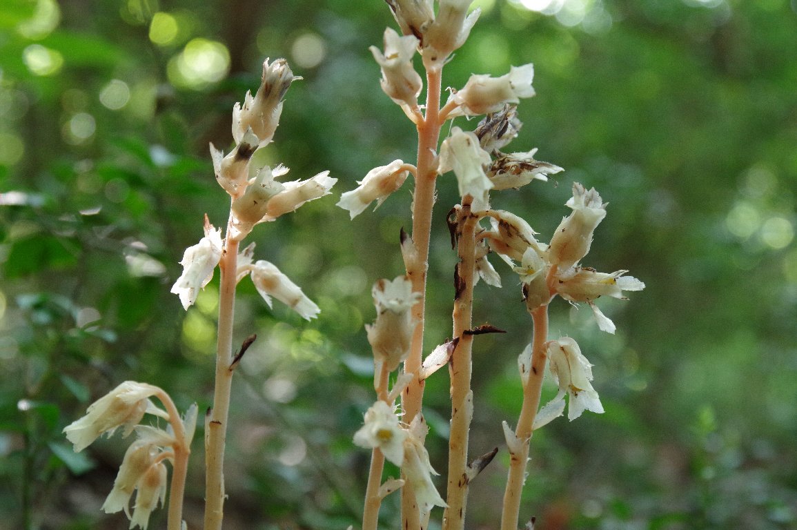 �V���N�W���E�\�E