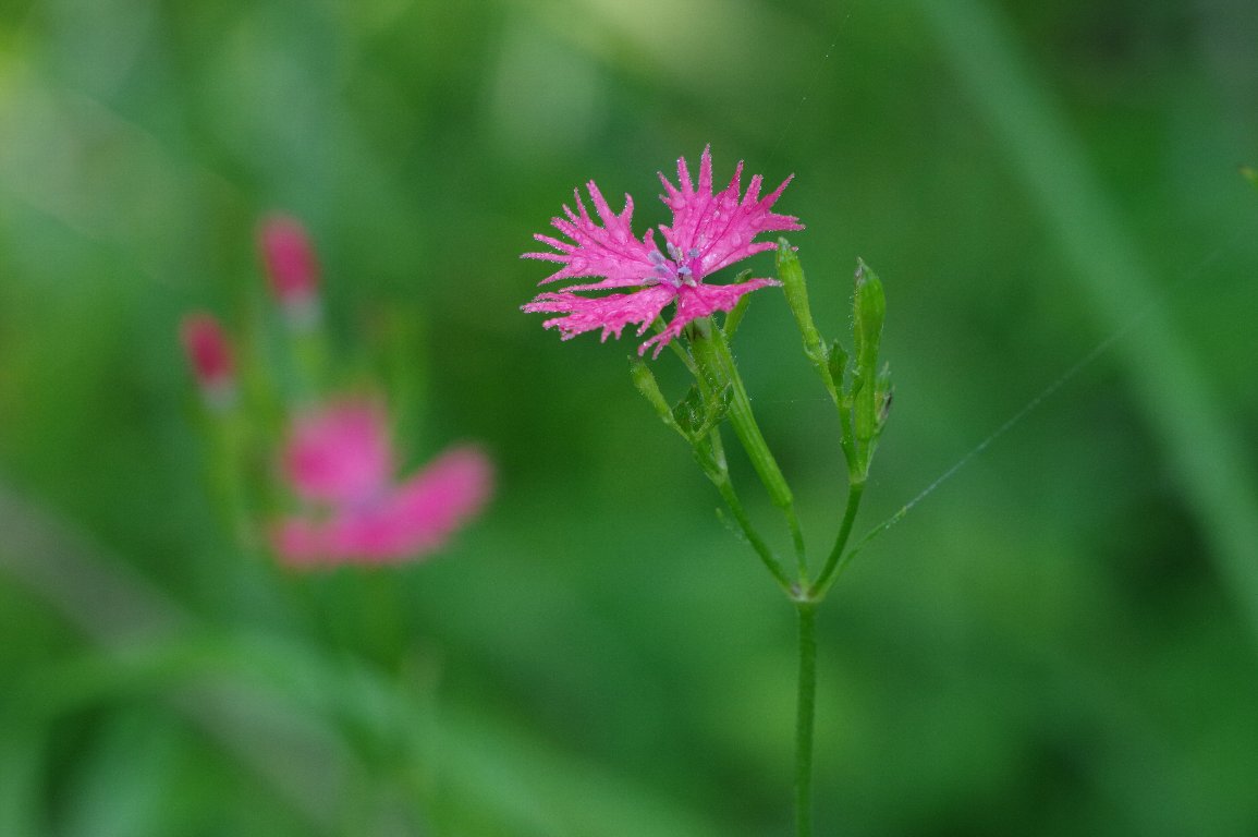 �I�O���Z���m�E