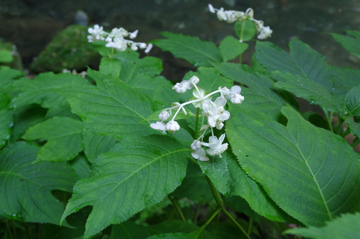 �M���o�C�\�E