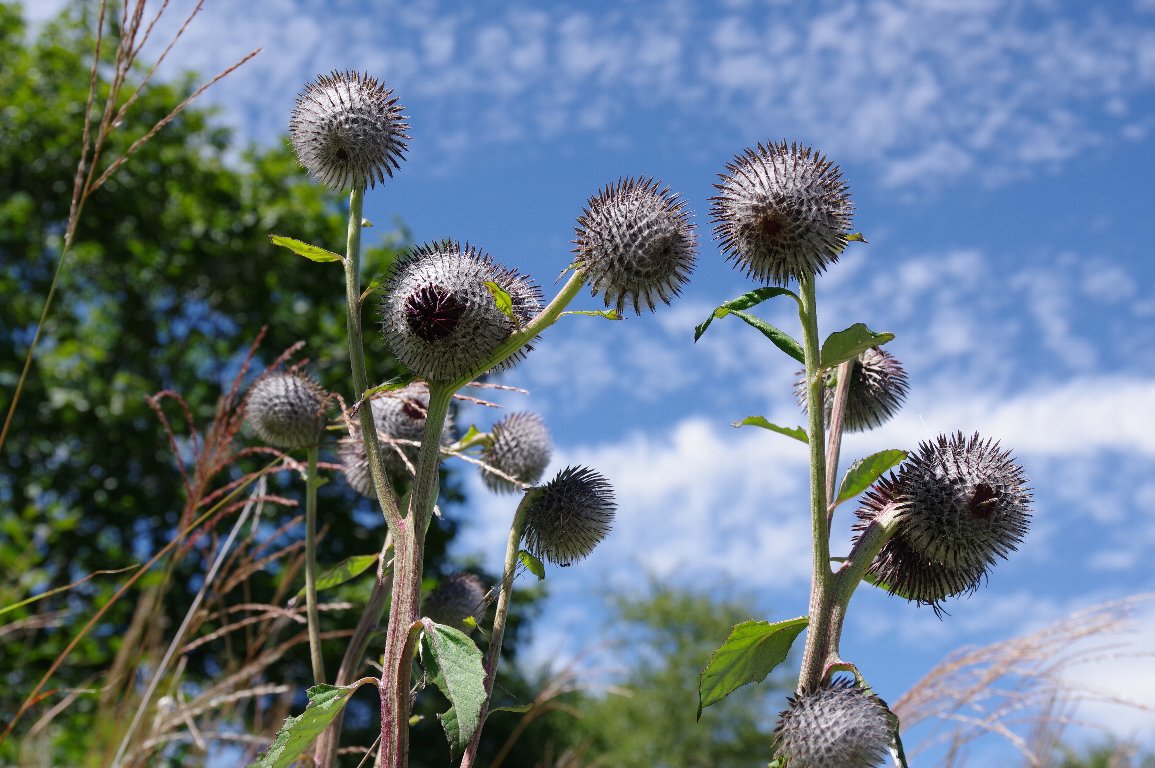 �n�o���}�{�N�`