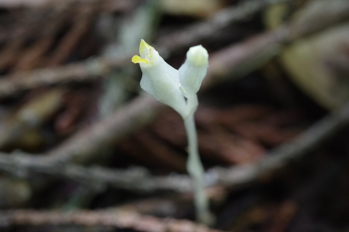 �V���V���N�W���E