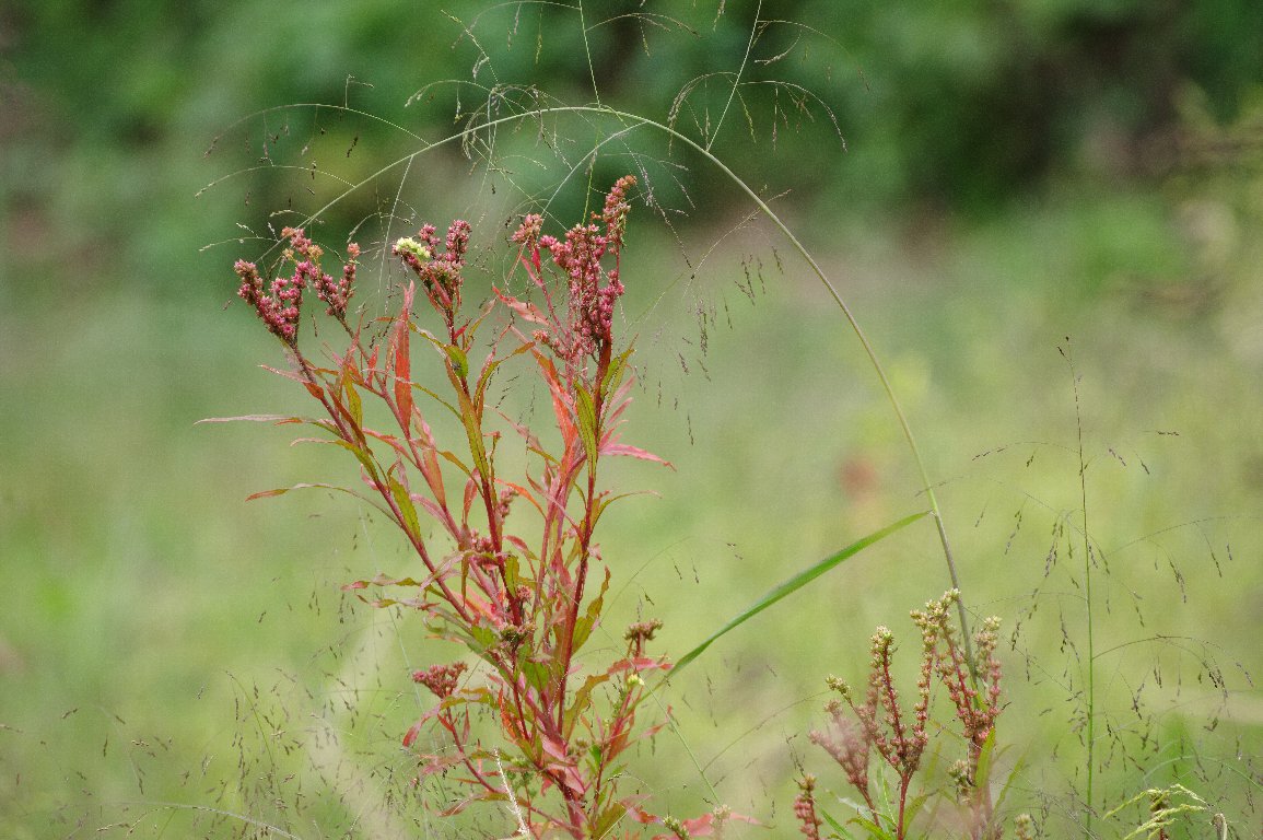 �^�R�m�A�V