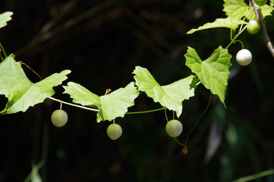 �X�Y���E��