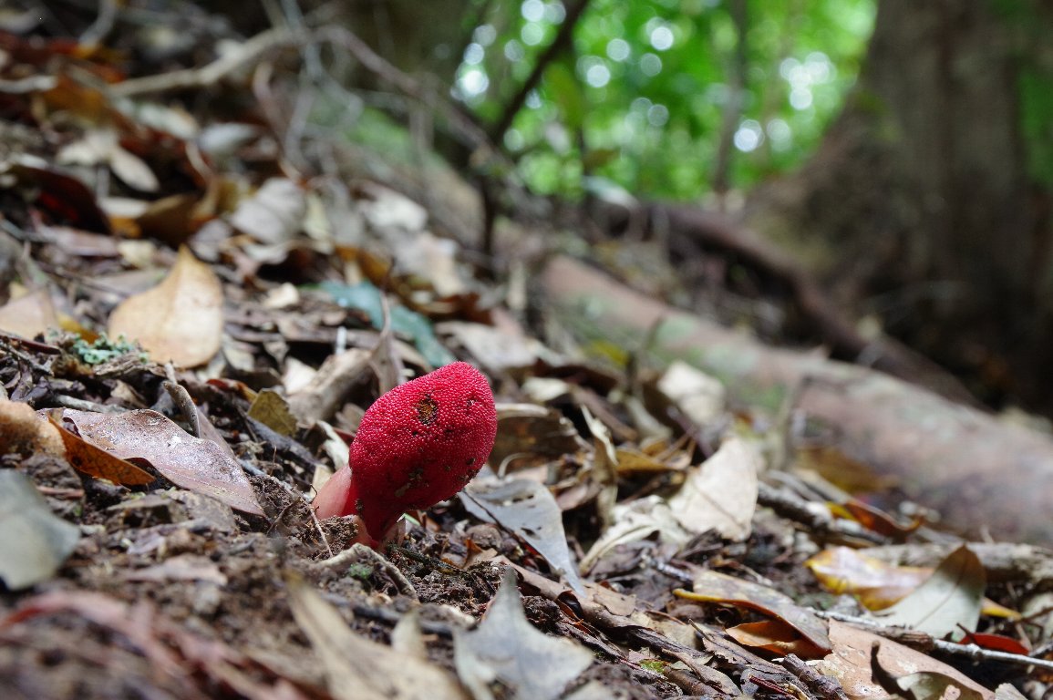 �c�`�g�����`