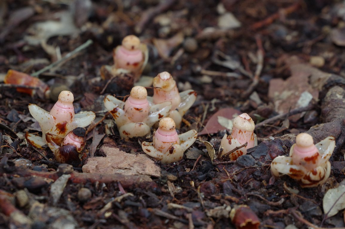 ���b�R�\�E