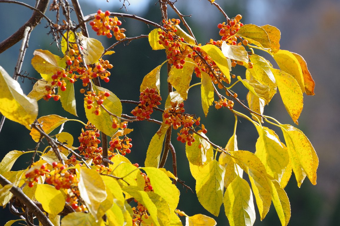 �c���E�����h�L