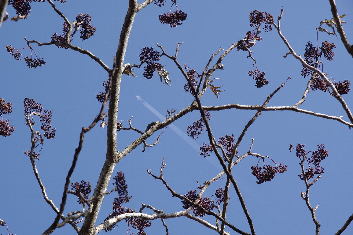 �J���X�U���V���E