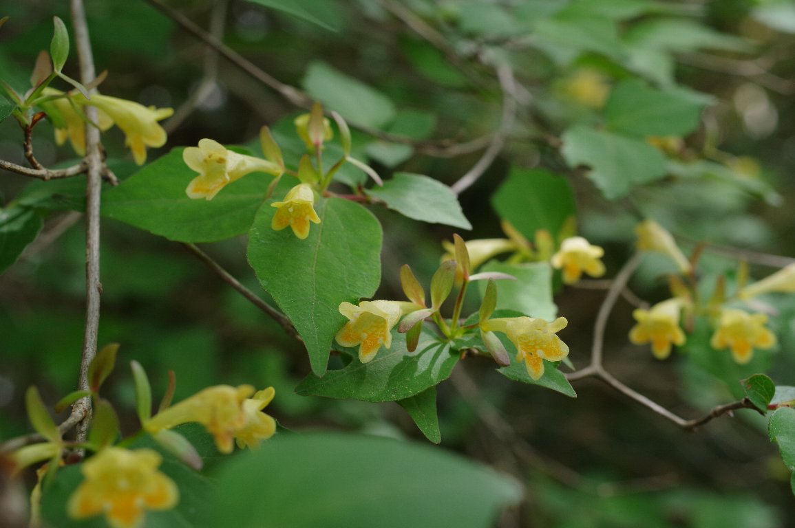 �R�c�N�o�l�E�c�M