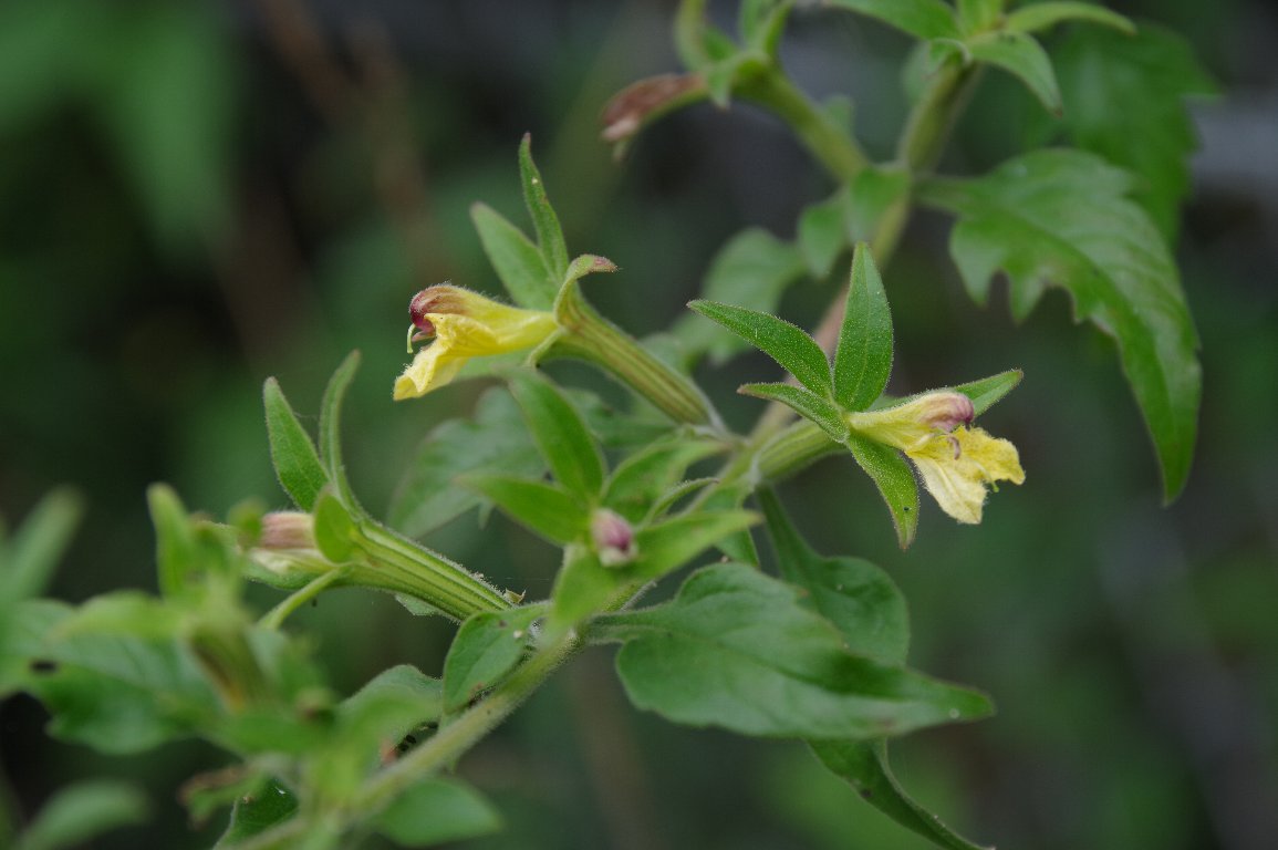 �q�L�����M